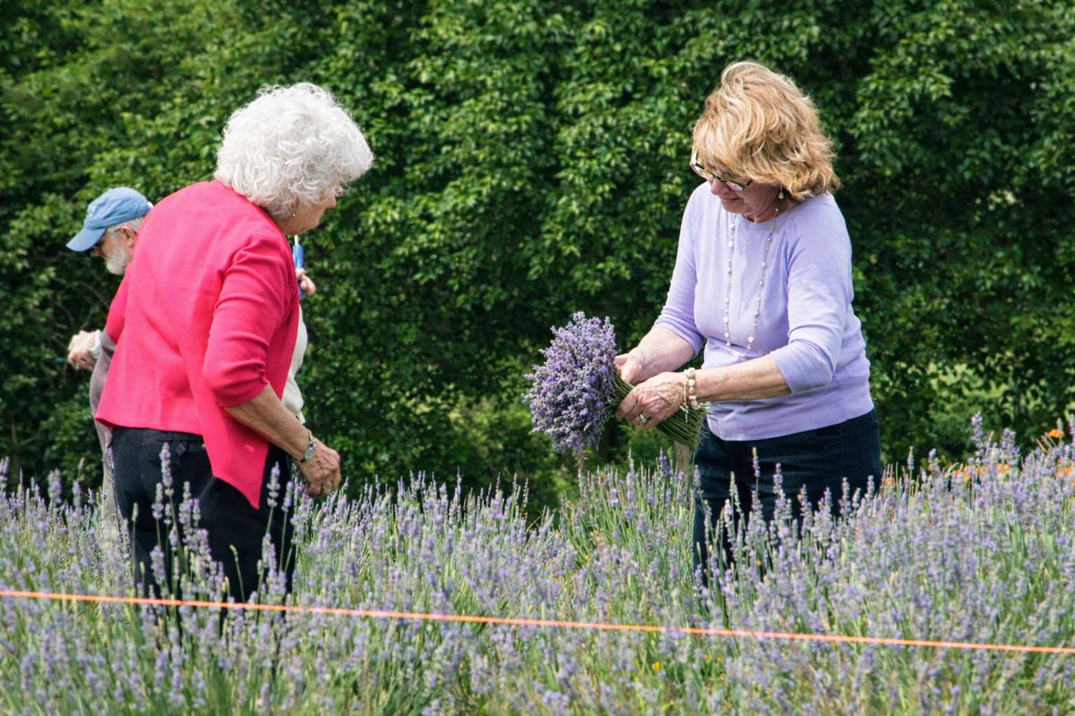 Fresh cut lavender bundles in the field