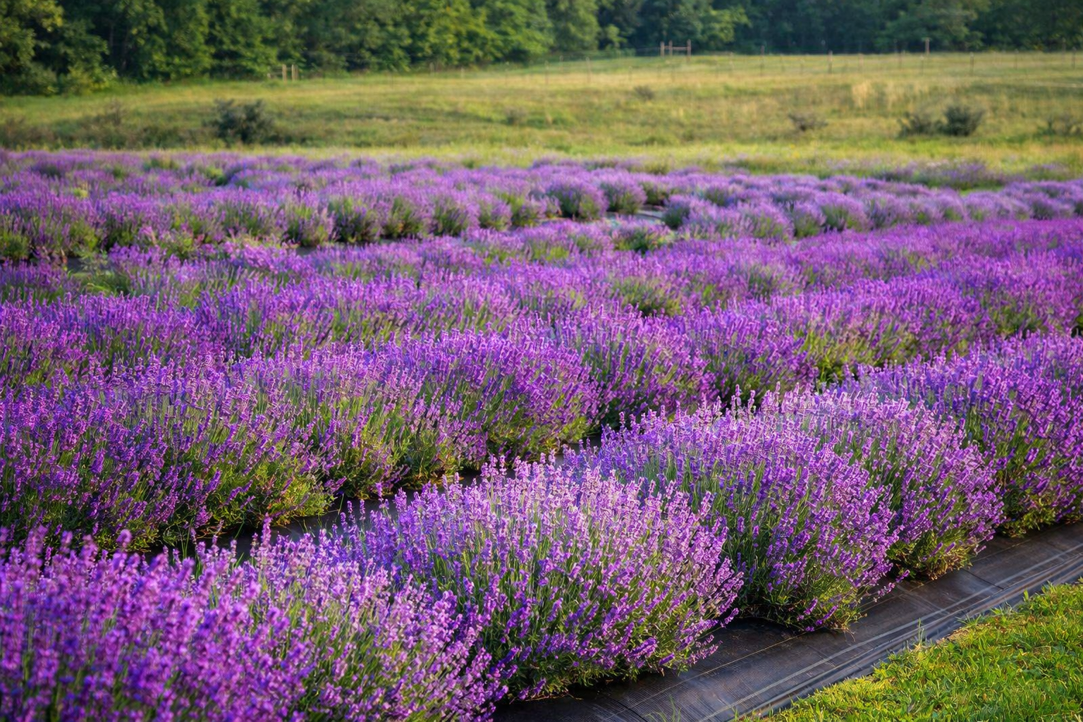 Full bloom lavender fields